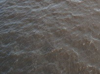Гомельские школьники исследуют качество воды в городских водоемах